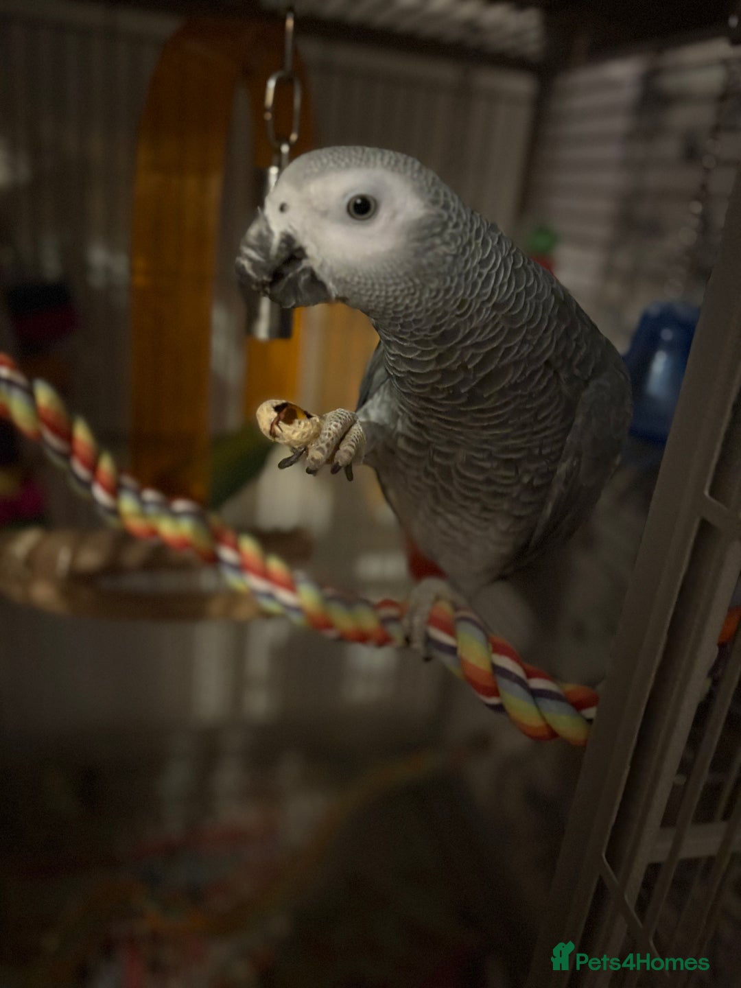 Parrots birds for sale: Semi Tame African Grey - Image 2