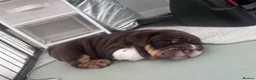 English Bulldog dogs for sale: 4 stunning unique coloured pups - Advert 12