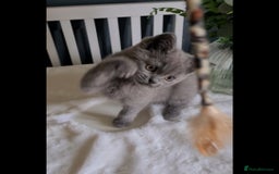 Scottish Fold cats for sale: Last beautiful kitten reduced  - Image 1
