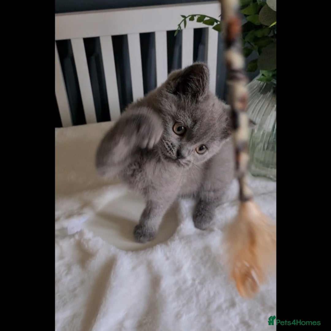 Scottish Fold cats for sale: Last beautiful kitten reduced  - Image 1