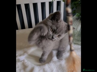 Scottish Fold cats - Advert 8