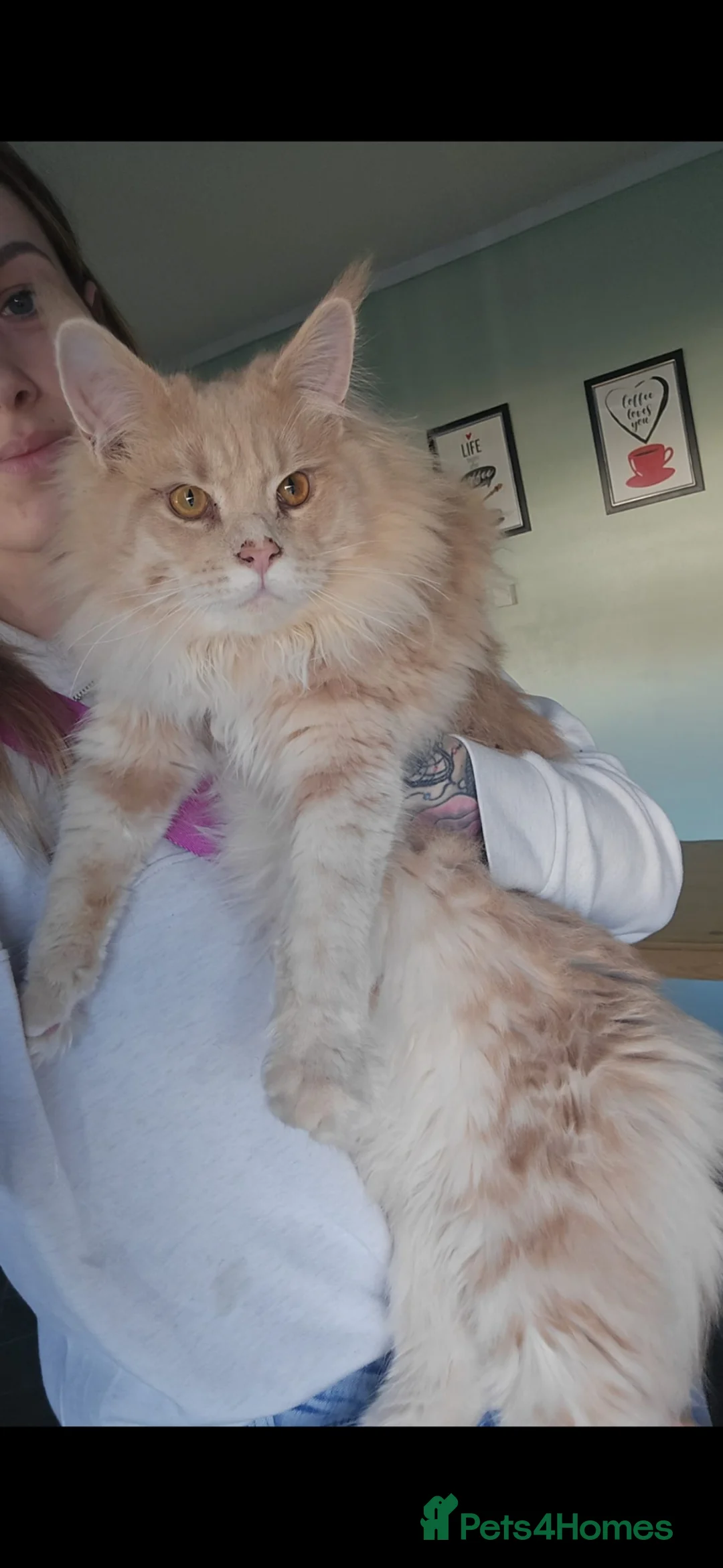 Maine Coon cats for sale: Maine coon pedigree kittens  - Advert 1