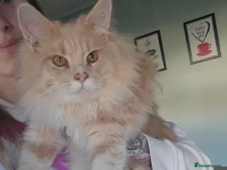 Maine Coon cats Maine coon pedigree kittens - Advert 17