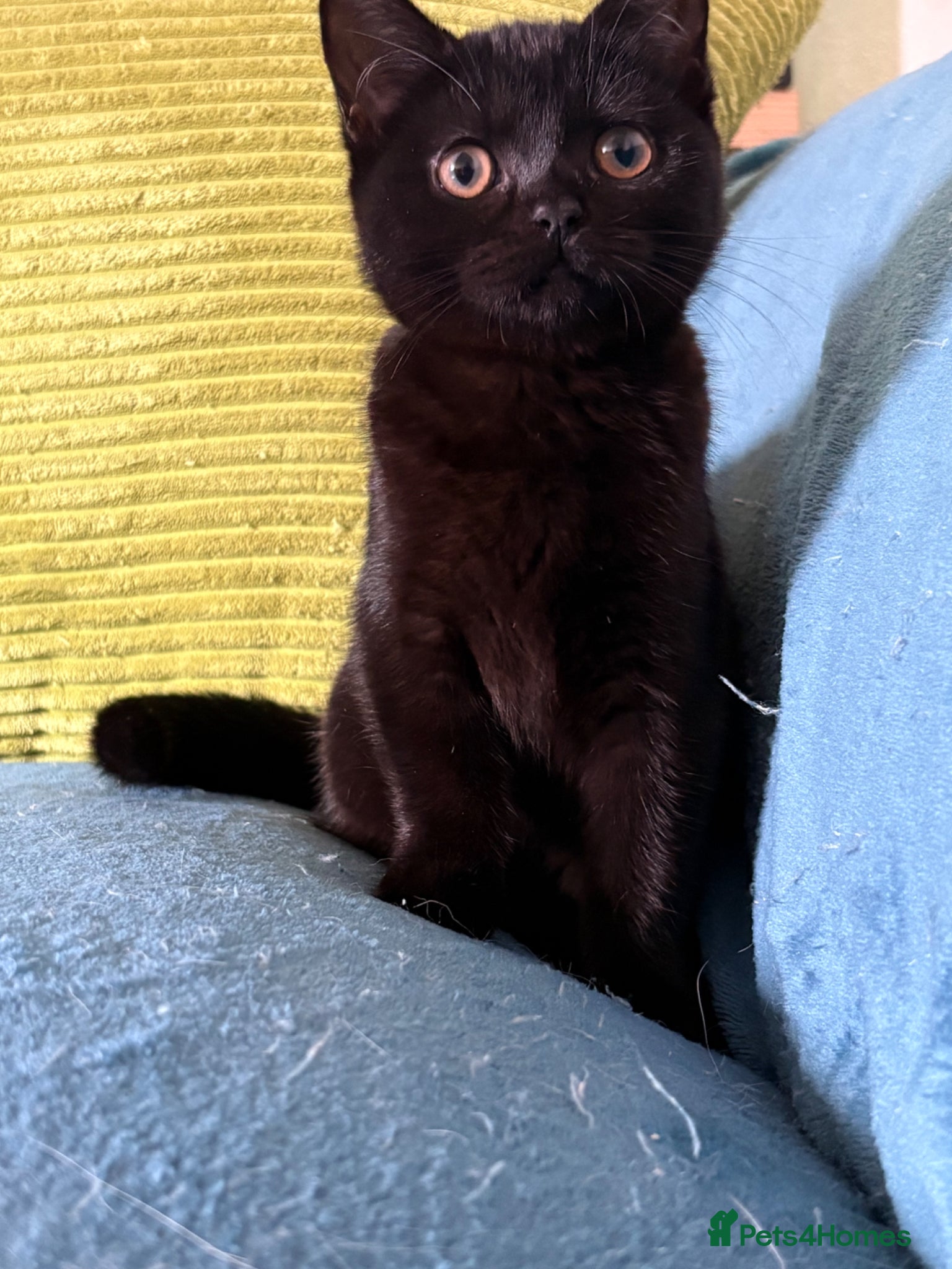 British Shorthair cats British shorthair kittens  - Advert 8