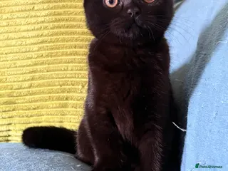 British Shorthair cats British shorthair kittens - Advert 8