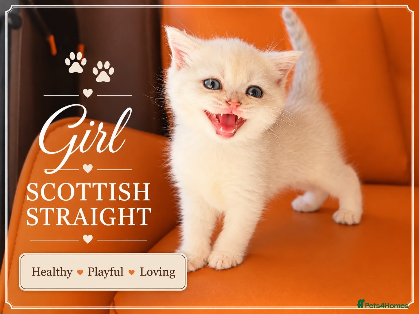 Scottish Fold cats for sale: Scotish Fold Kittens - Advert 12