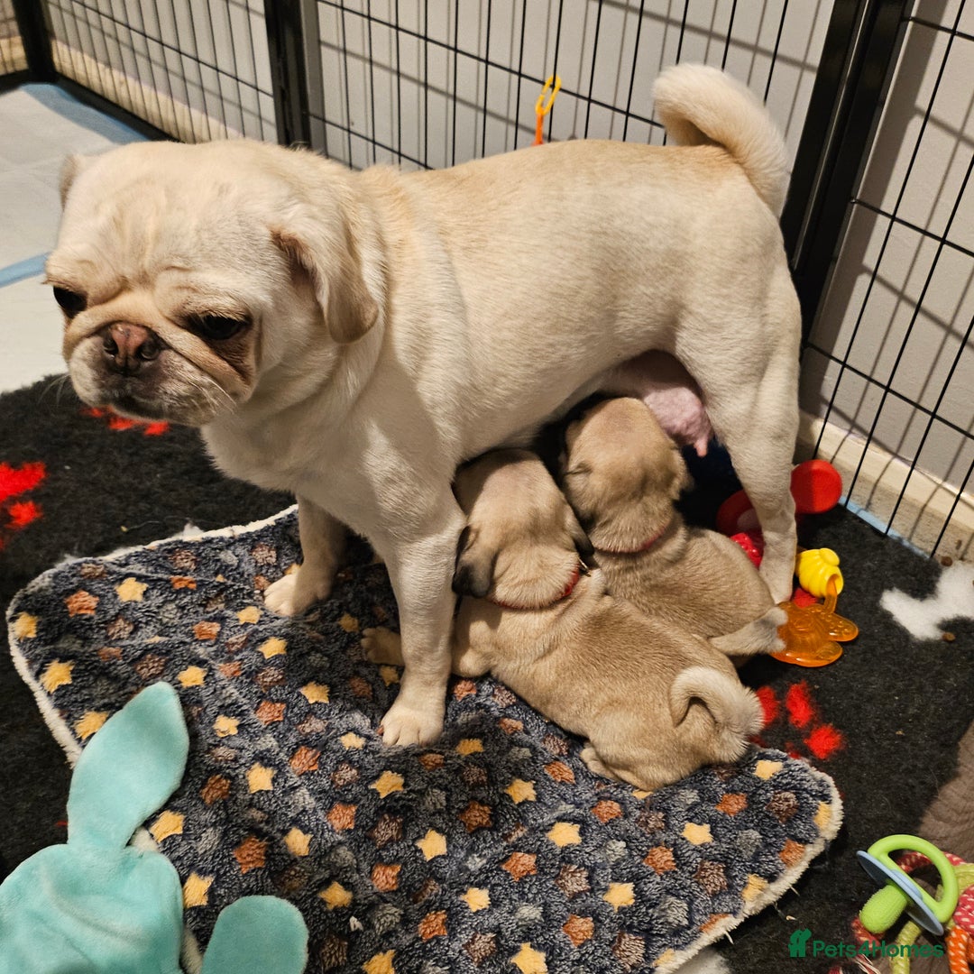 Pug dogs for sale: Pug puppies 2 Boys and 1 girl still available.  - Advert 2