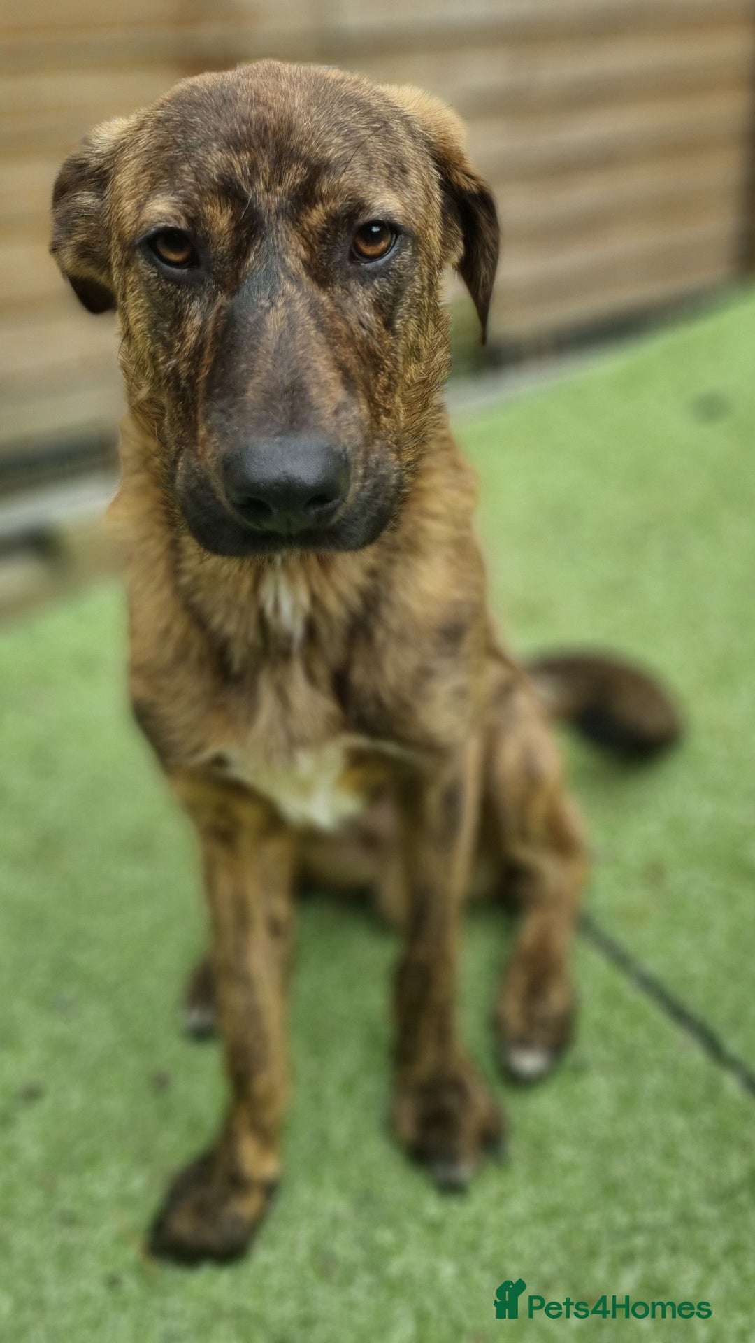 Mixed Breed dogs for adoption: Kobi - In Ayr Looking for a home  - Image 8