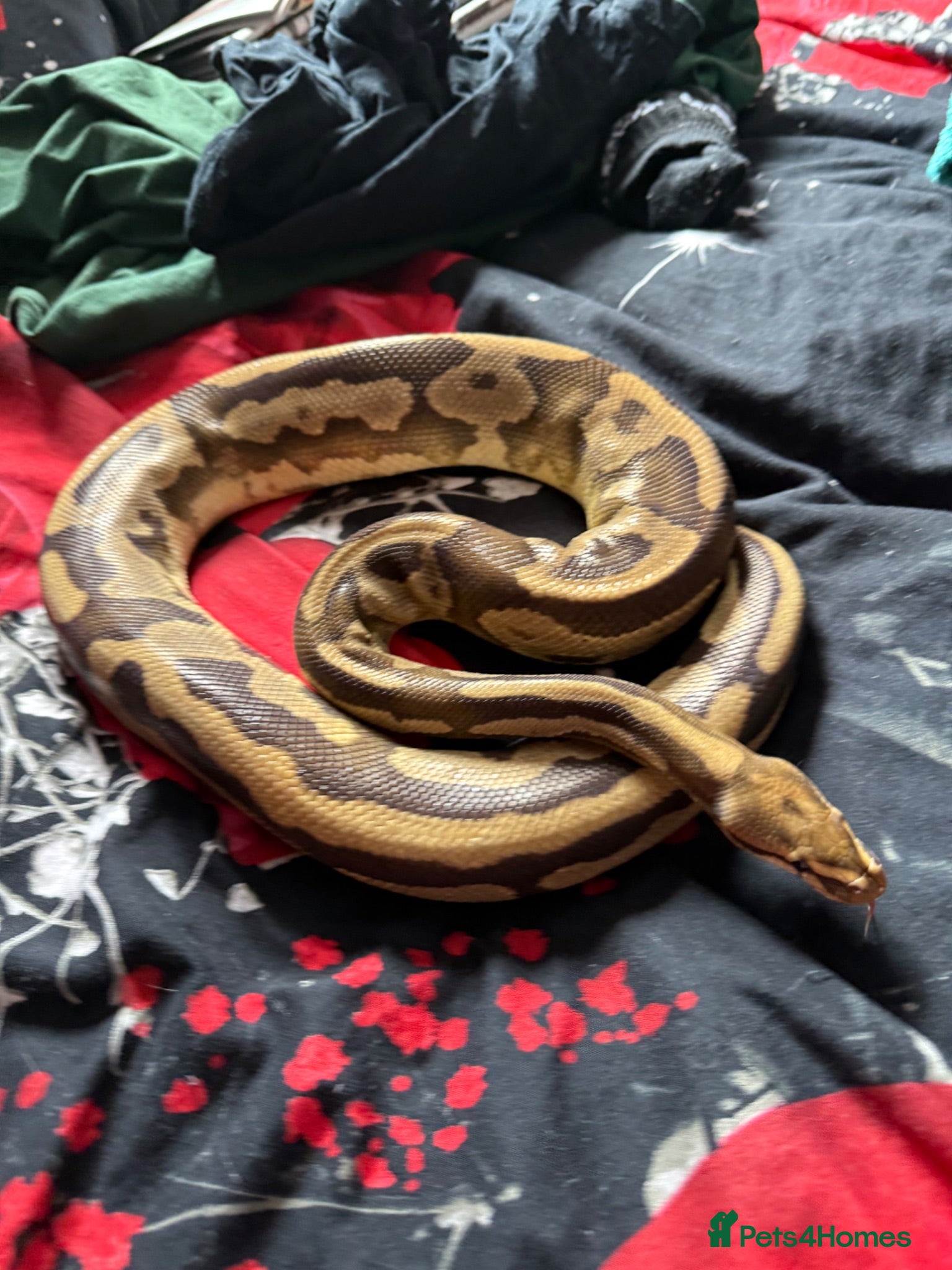 Python Snake reptiles Royal python collection  - Advert 15