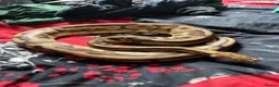 Python Snake reptiles for sale: Royal python collection  - Advert 5