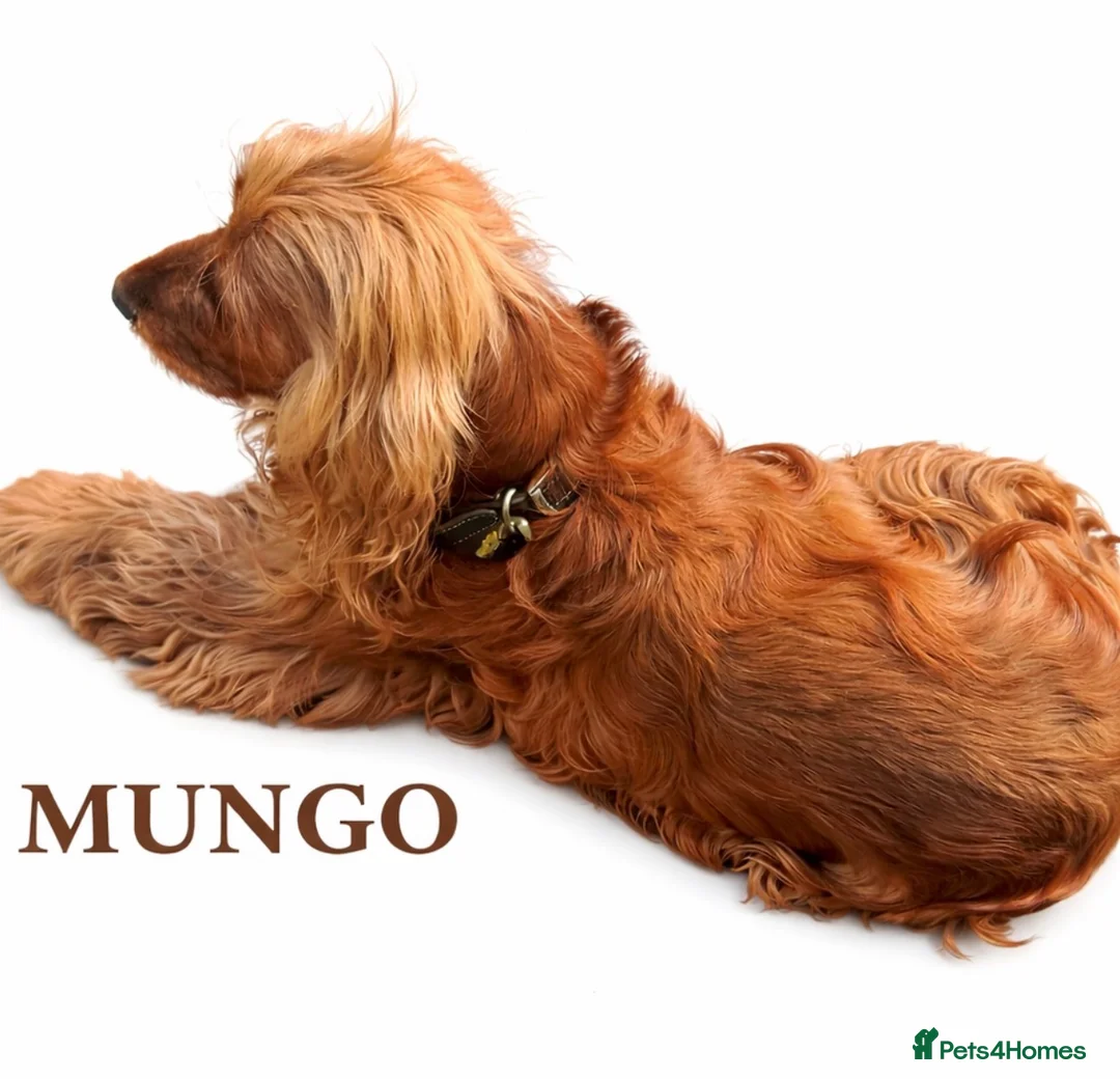 Cocker Spaniel dogs for stud: KC GOLDEN SHOW COCKER STUD BEST HEALTH TESTED - Advert 2