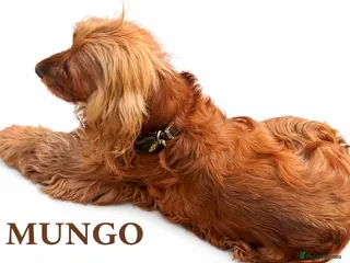 Cocker Spaniel dogs KC GOLDEN SHOW COCKER STUD BEST HEALTH TESTED - Advert 18