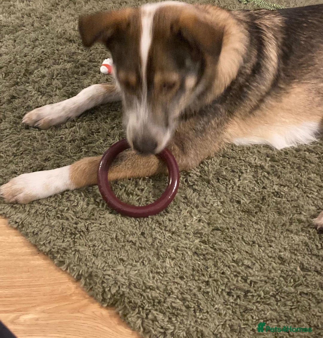 Mixed Breed dogs for adoption: 🐾💛 DIGBY – The Affectionate Big Softie! 💛🐾 - Advert 29