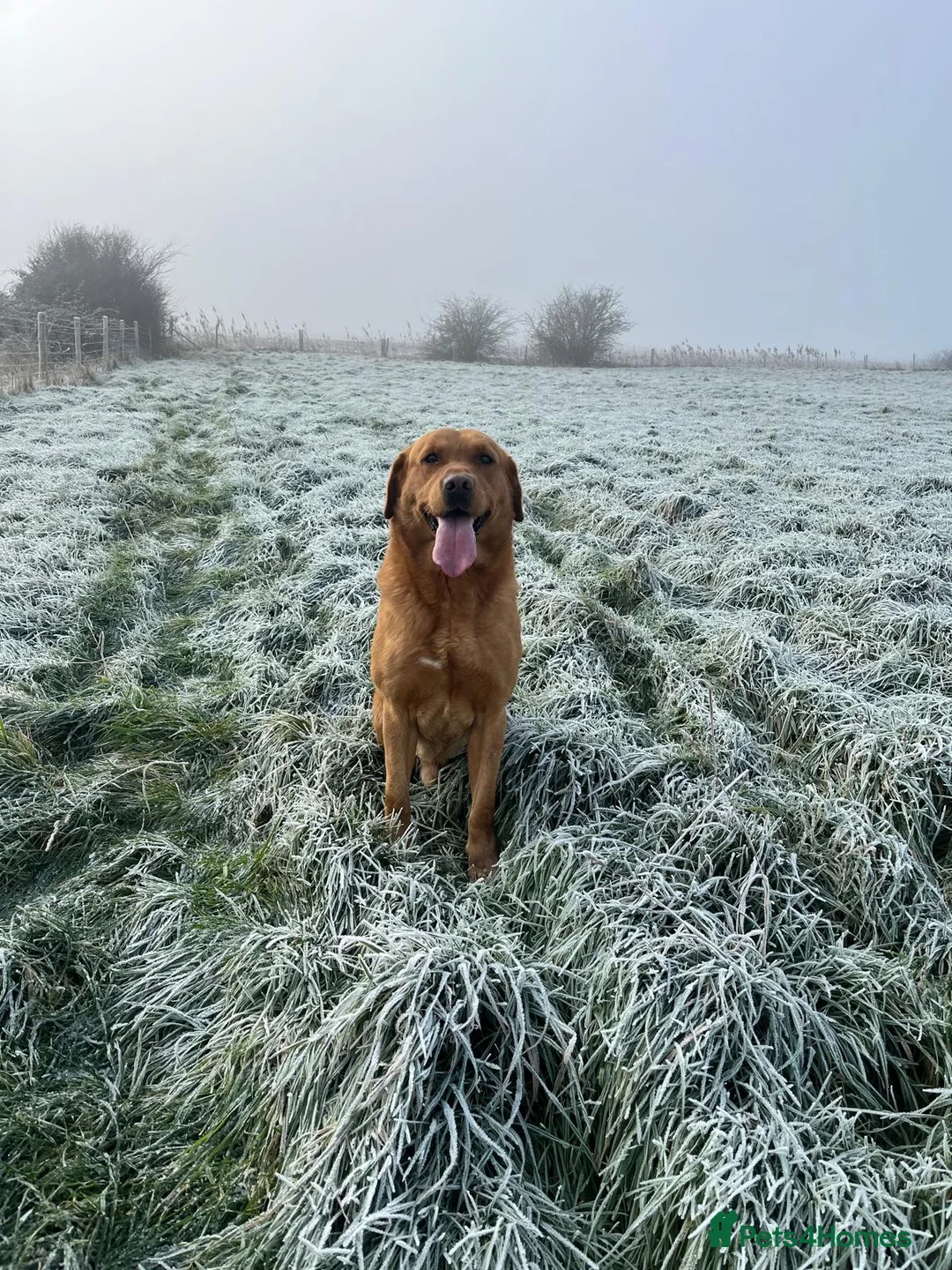 Labrador Retriever dogs for stud: Fox Red Labrador Stud (Proven) in Chelmsford - Advert 9