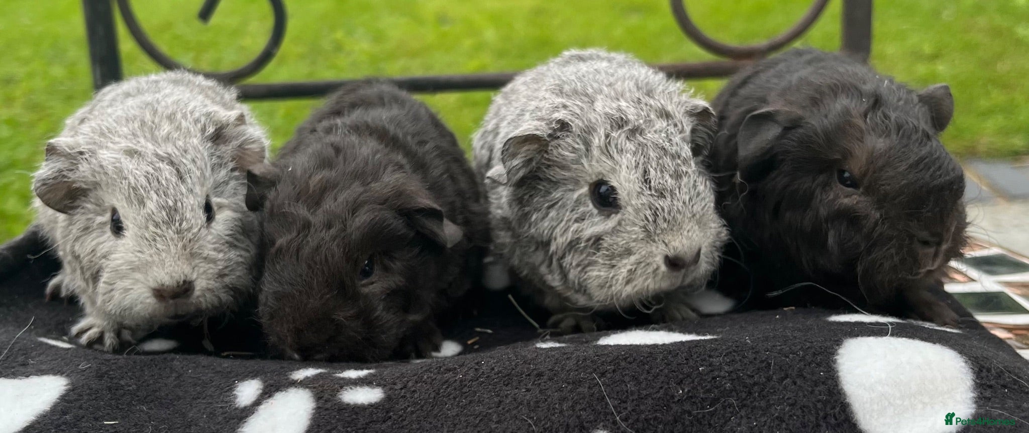 Guinea Pig rodents Guinea pigs 🐹  - Advert 1
