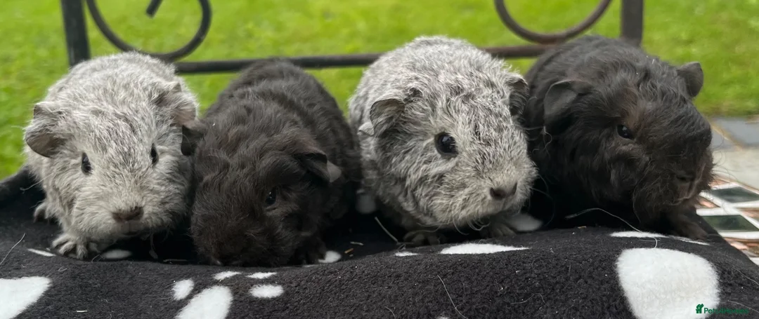 Guinea Pig rodents for sale: Guinea pigs 🐹  - Advert 1