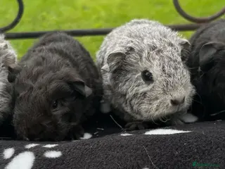 Guinea Pig rodents Guinea pigs 🐹 - Advert 1