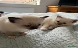 Ragdoll cats for sale: Blue mitted and bicolour ragdolls - Image 26