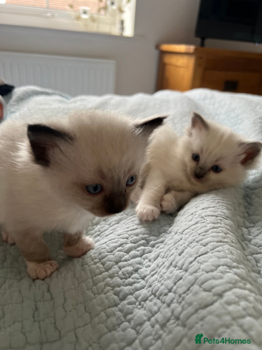 Ragdoll cats for sale: Blue mitted and bicolour ragdolls - Image 26