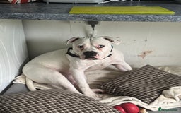 American Bull Staffy dogs for sale: Male bulldog - Image 1