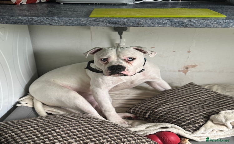 American Bull Staffy dogs - Advert 8