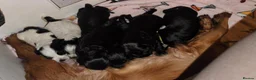 Cocker Spaniel dogs for sale: 🐾🐶Beautiful black show type cocker spaniels 🐾🐶 in Alton - Advert 12
