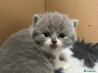 British Shorthair cats BRITISH SHORTHAIR KITTENS (Mother is a show cat) - Advert 17