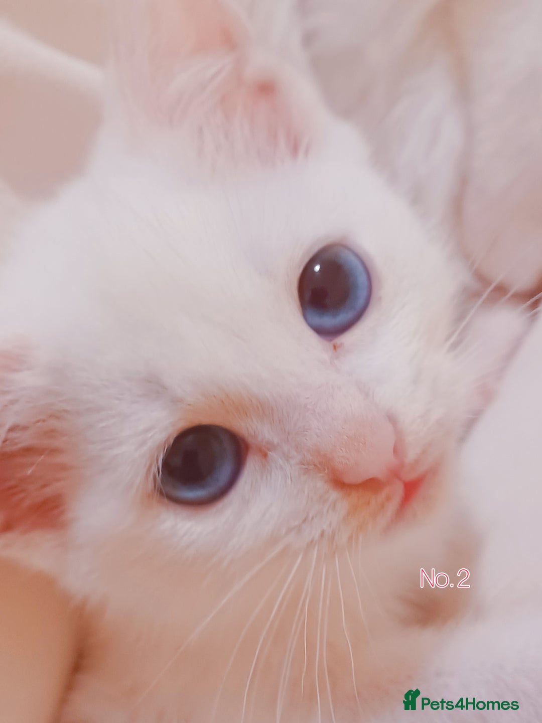 Mixed Breed cats for sale: 🐱 4 Gorgeous Pure White Kittens Available NOW!  - Advert 14