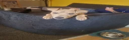 Staffordshire Bull Terrier dogs for sale: American Staffordshire bull terror  in Nottingham - Advert 1