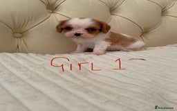 Cavalier King Charles Spaniel dogs for sale: 🐶 true miniature King Charles puppy’s 🐶 - Image 16