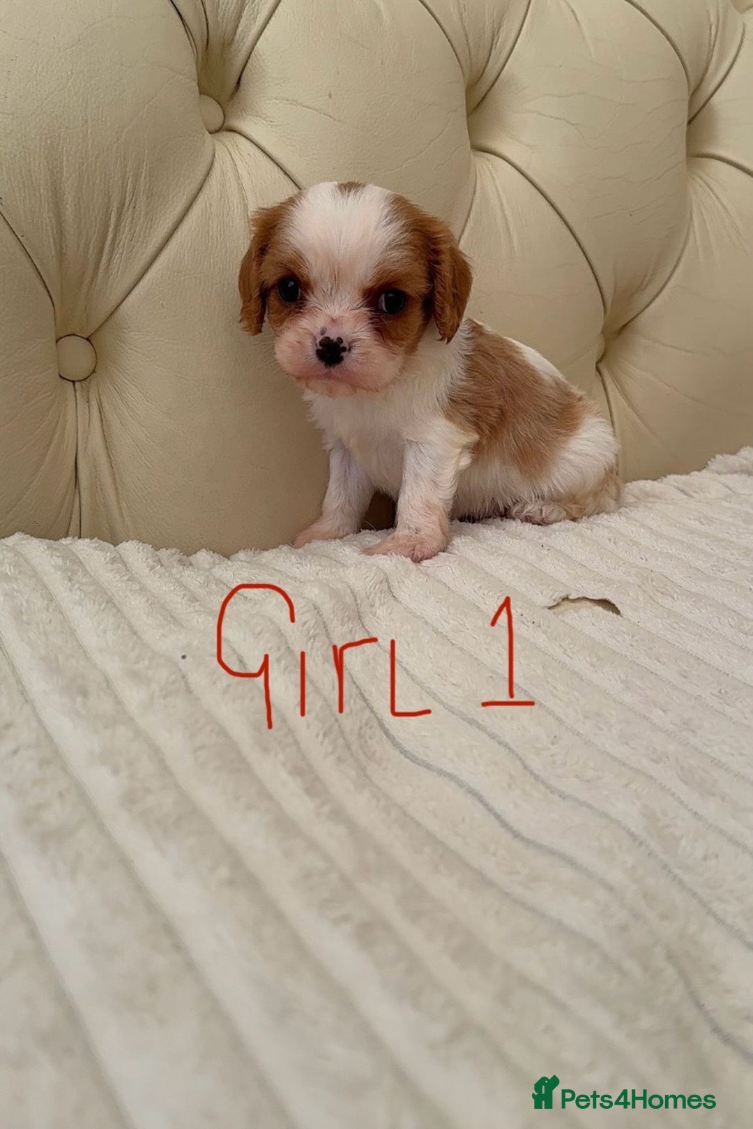 Cavalier King Charles Spaniel dogs for sale: 🐶 true miniature King Charles puppy’s 🐶 - Image 16