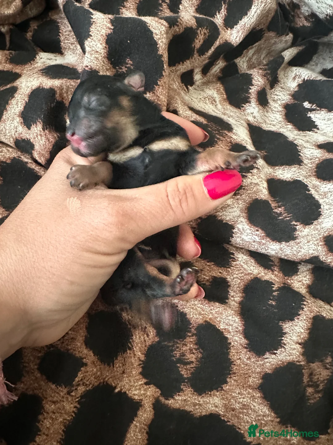 Toy Poodle dogs for sale: Toy poodle health tested parents  - Advert 2