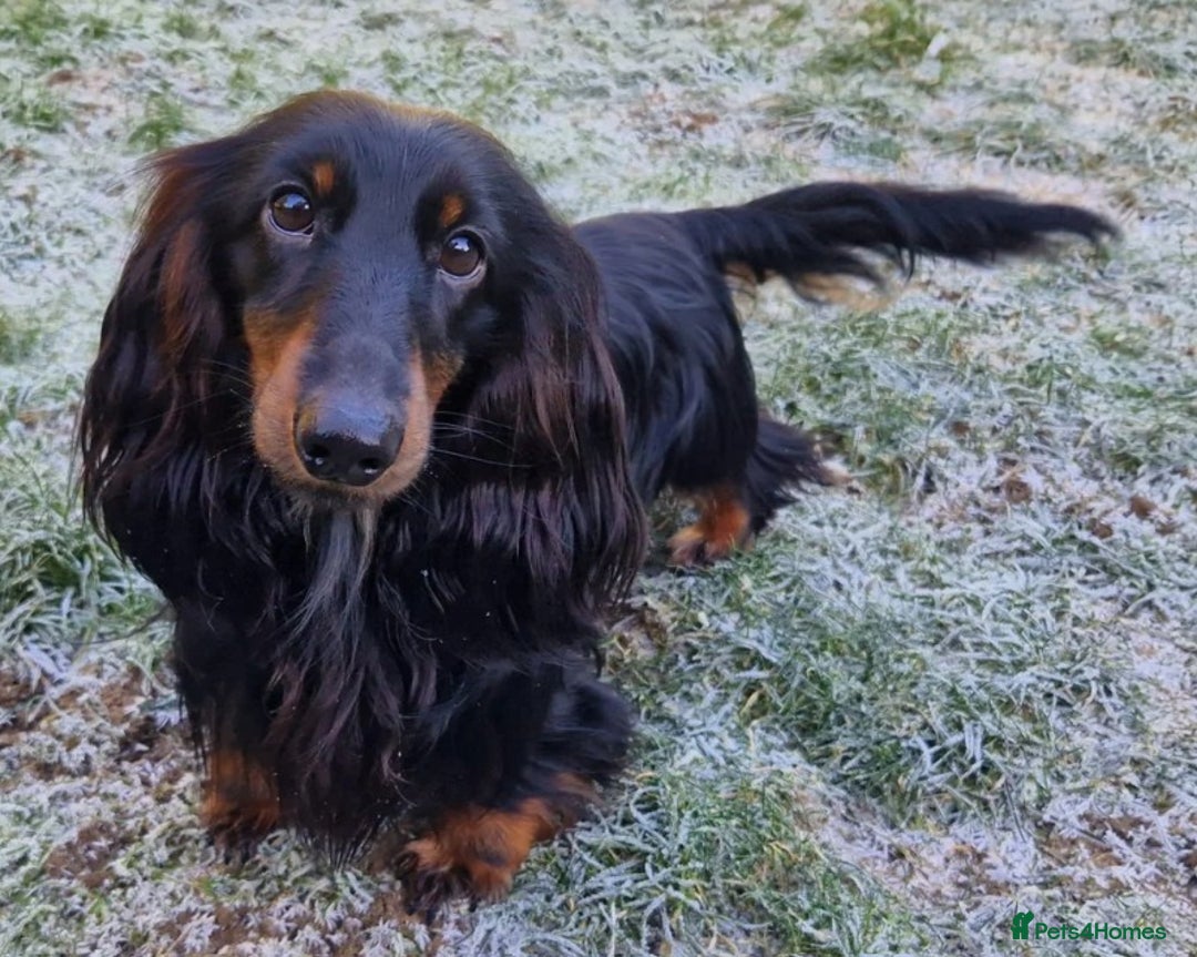 Miniature Dachshund dogs for sale: Adorable Miniature Long-Haired Dachshund Puppies  - Advert 2