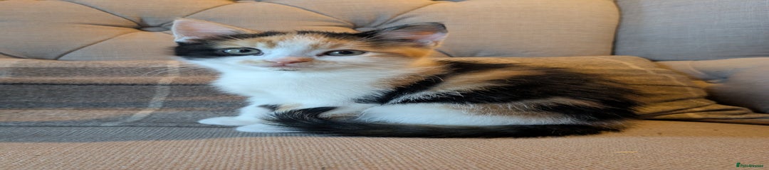 Mixed Breed Kitten 4