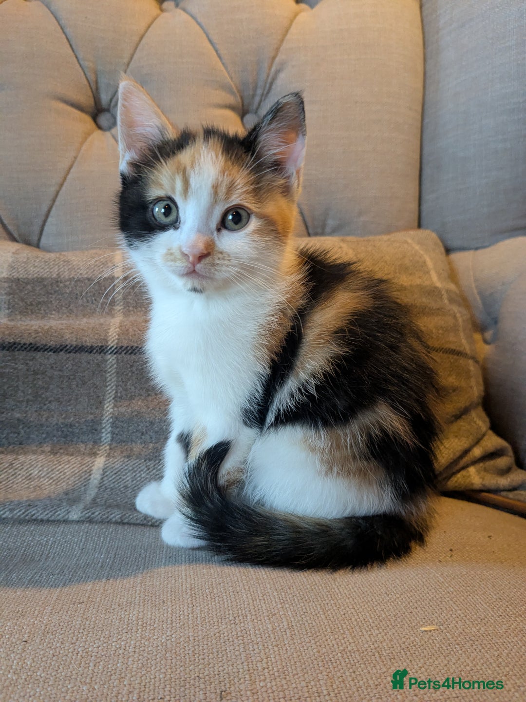 Mixed Breed cats for sale: Ready to leave kittens - Image 7