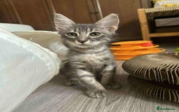 Mixed Breed cats for adoption: Tiresias – Majestic by name and personality - Image 2