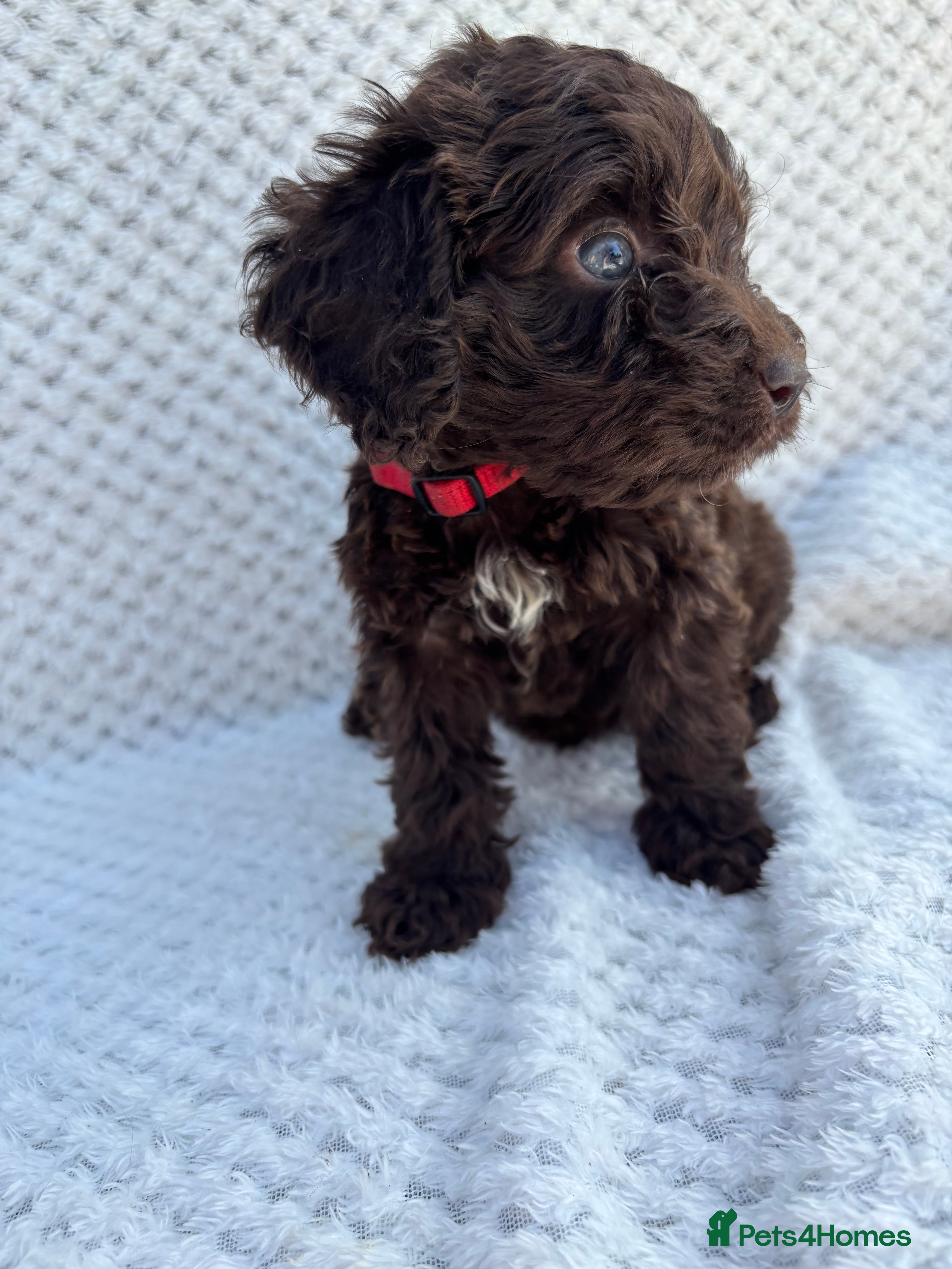 Cockapoo dogs 🐶 Exceptional Chocolate F1 Cockapoo Puppies - Advert 14