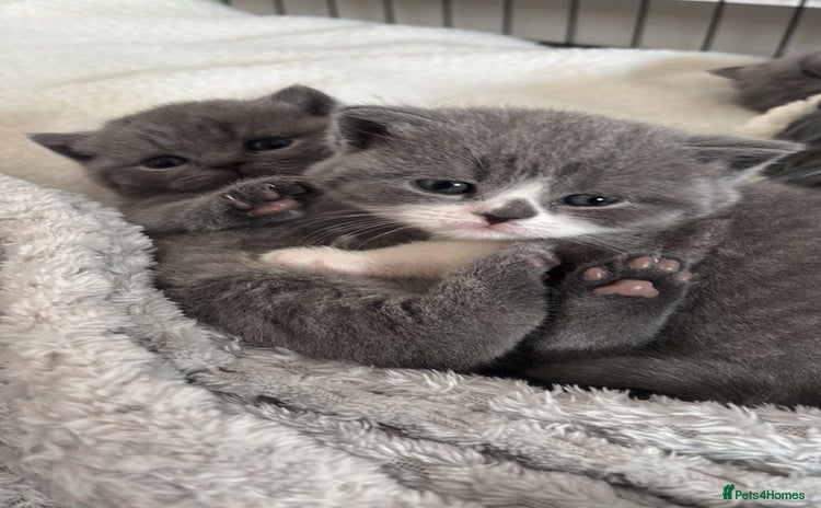 British Shorthair cats 🧸✨6 Chunky British Shorthair Kittens For Sale✨🧸 - Advert 11