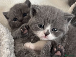 British Shorthair cats 🧸✨6 Chunky British Shorthair Kittens For Sale✨🧸 - Advert 3