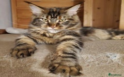 Maine Coon cats for sale: Beautiful GCCF registerd Maine Coon Girls - Image 9
