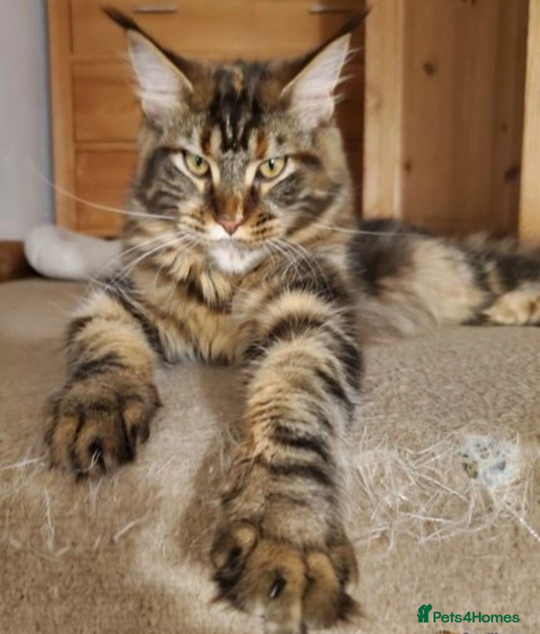 Maine Coon cats for sale: Beautiful GCCF registerd Maine Coon Girls - Image 9