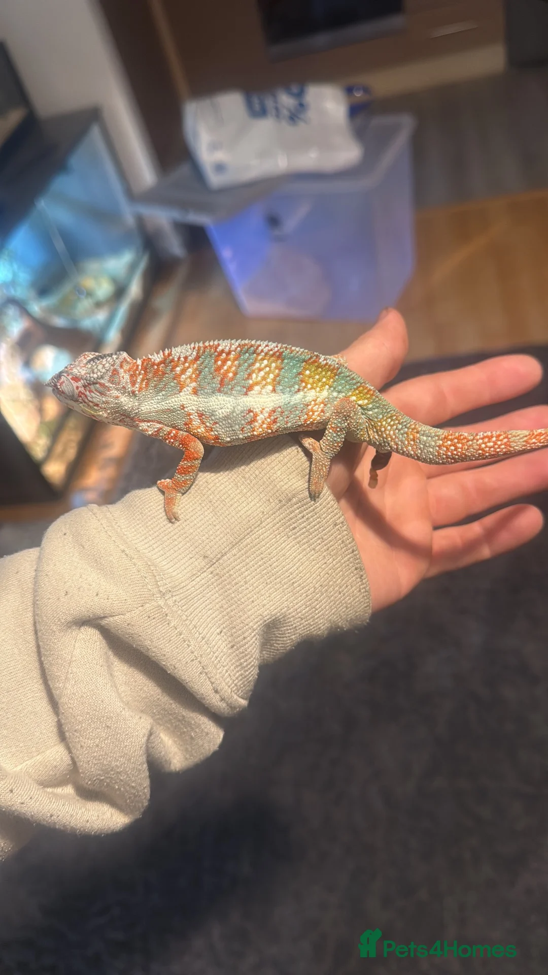 Chameleon reptiles for sale: Male panther chameleon in Birmingham - Advert 5