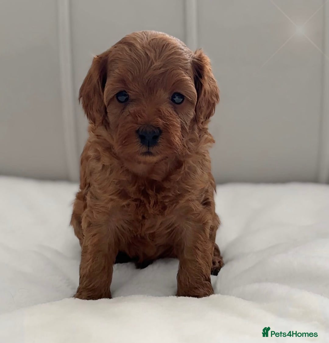 Cavapoo dogs Adorable Cavapoo Puppies Ready for Loving Homes! - Advert 1