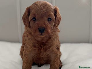 Cavapoo dogs Adorable Cavapoo Puppies Ready for Loving Homes! - Advert 6