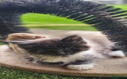 Maine Coon cats for sale: Prue breed mainecoon kittens - Image 8