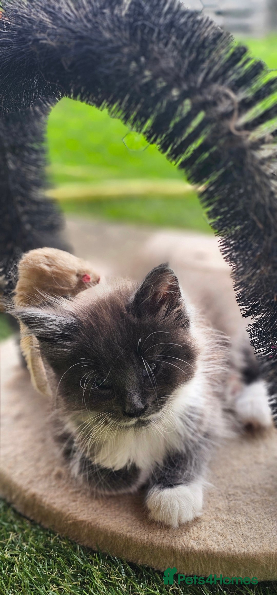Maine Coon cats for sale: Prue breed mainecoon kittens - Image 8