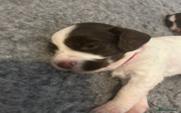 English Springer Spaniel dogs for sale: Adorable Springer Spaniel Puppies - Image 31
