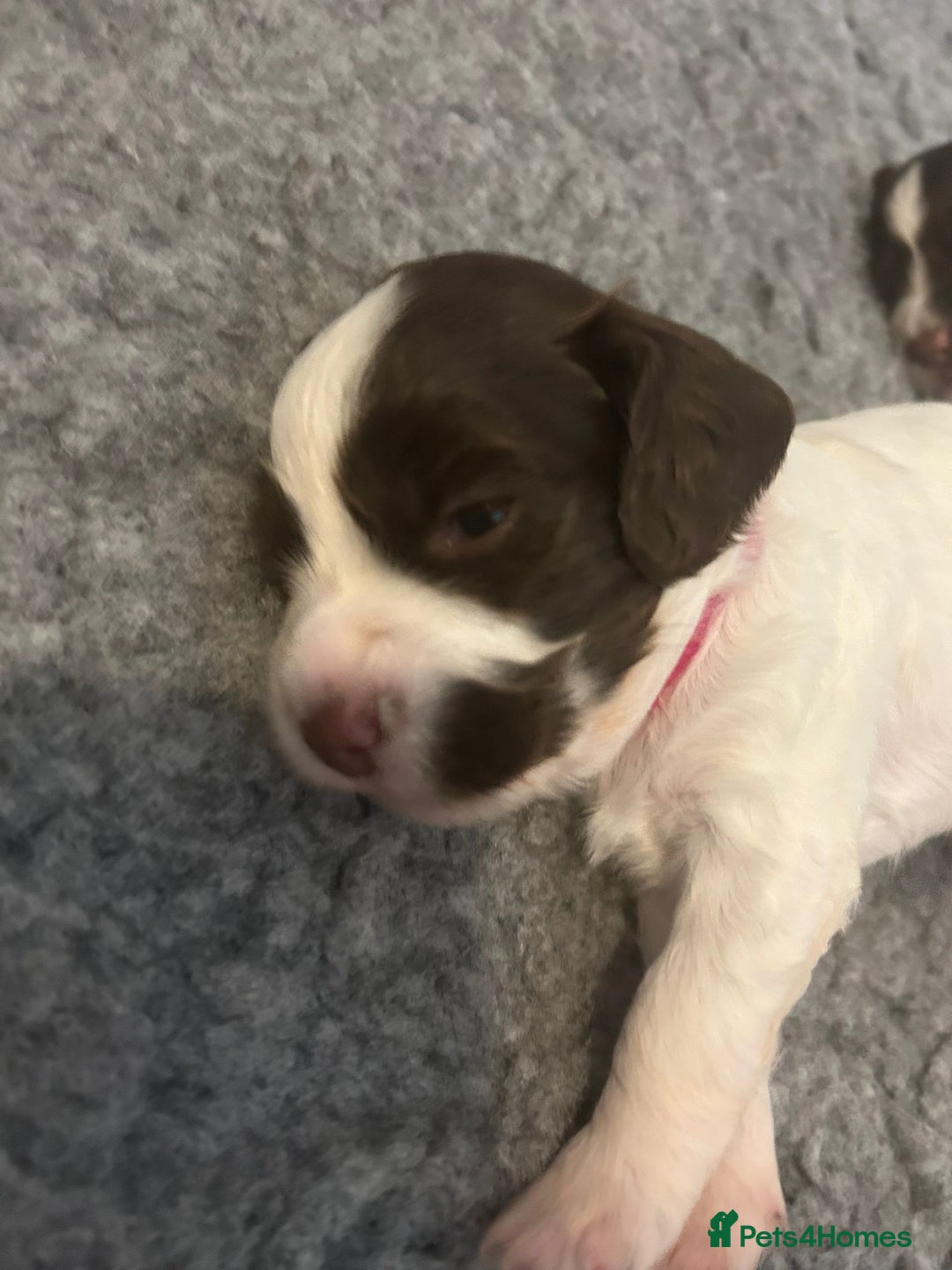 English Springer Spaniel dogs for sale: Adorable Springer Spaniel Puppies - Image 31