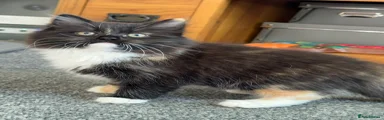 Mixed Breed Kitten 3 Tati