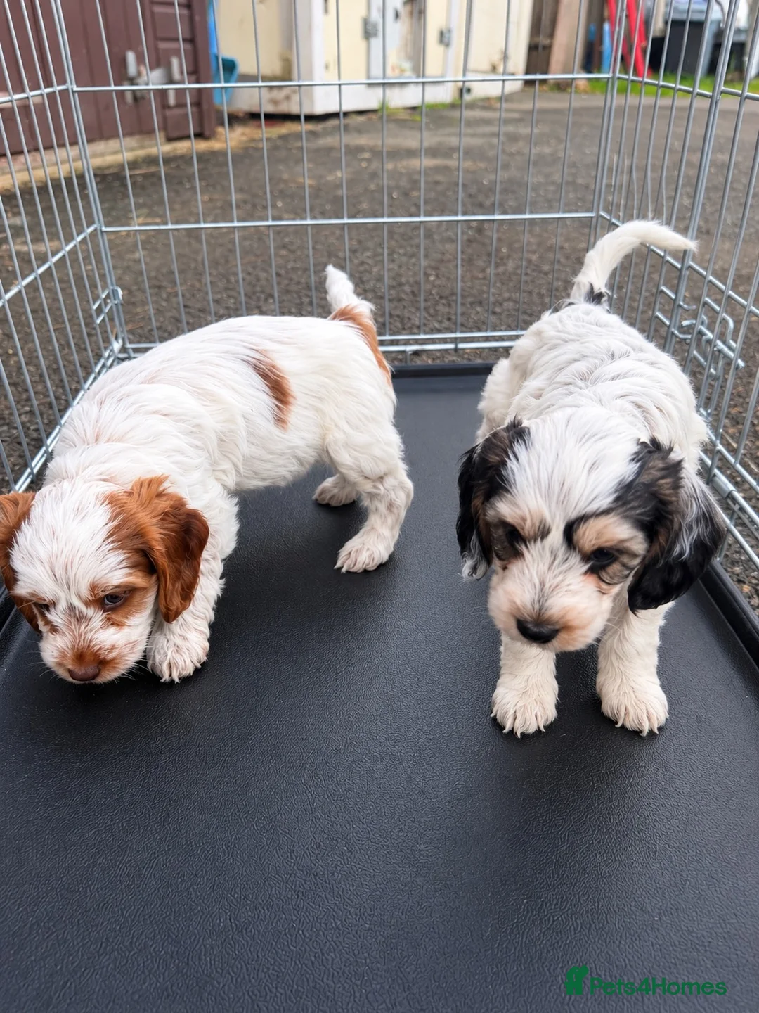 Cockapoo dogs for sale: 2 beautiful cockapoo girls - Ready to go!  - Advert 2